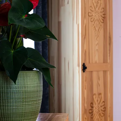 Araya Mlynica - Z123